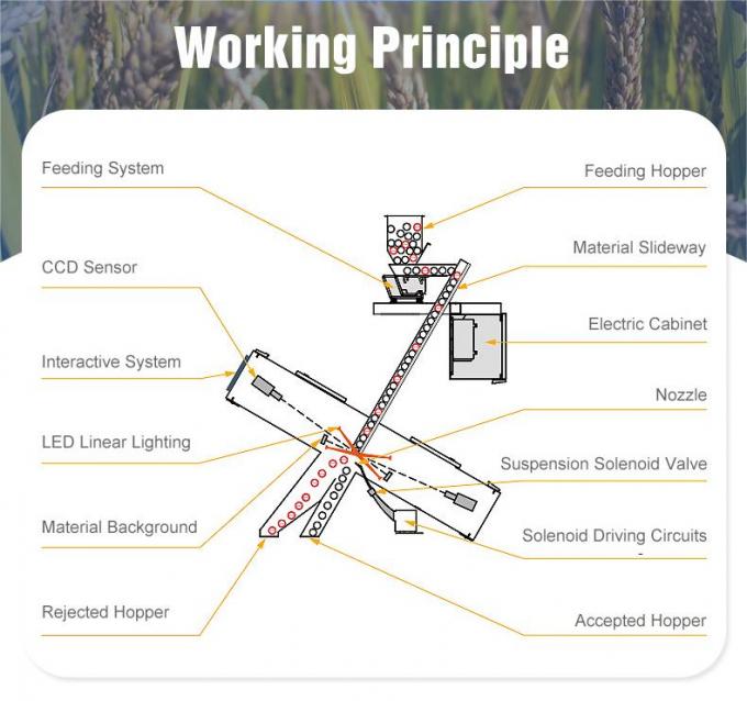 Sorteur optique de couleurs de petite taille Sorteur de couleurs de graines de tournesol Sorteur/machine de tri Sorteur de couleurs Sorteur de couleurs de graines de tournesol 7