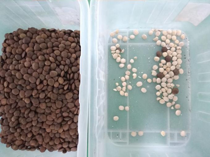 2025 Vente à chaud Prix d'usine CCD Sorteur de couleur de noix de macadamie Équipement de séparation de noix de macadamie avec CE 4