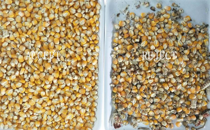 Sortie de couleurs optiques intelligentes à haute performance machine de tri des couleurs de maïs 8