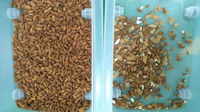 Machine de tri en couleur de noix de cajou à 6 chute intelligente avec capteur Toshiba CCD et caméra RVB 9