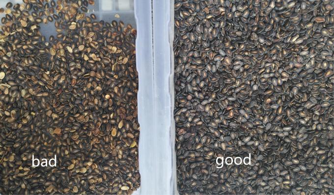 Wenyao Le plus récent certificat optique de la CE Les graines de citrouille Les graines de pastèque La machine de tri des couleurs 12