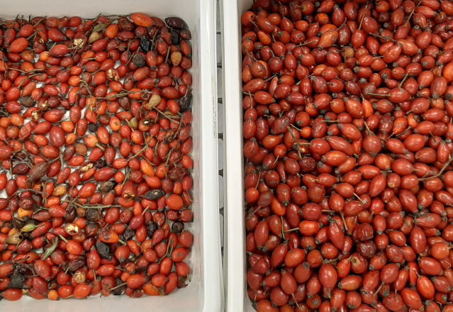 Wenyao 2025 Vente chaude de graines de tri entièrement automatique Graines de chia Graines de lin Color Sorting Machine 10