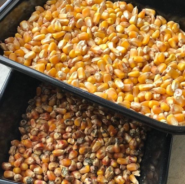 Sortie de couleurs optiques intelligentes à haute performance machine de tri des couleurs de maïs 10