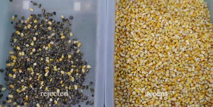 Sortie de couleurs optiques intelligentes à haute performance machine de tri des couleurs de maïs 11