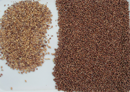 Sortisseur optique de couleurs de ma&iuml;s de ma&iuml;s de seigle de quinoa 3