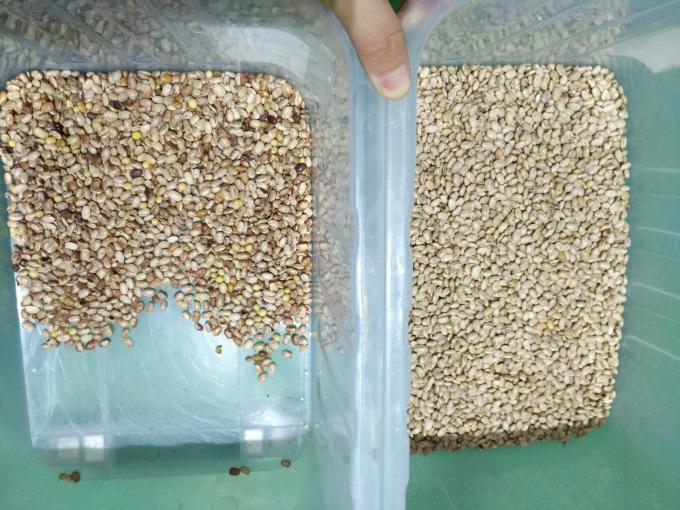 Machine de tri optique haute performance Wenyao pour haricots rouges du Brésil 4