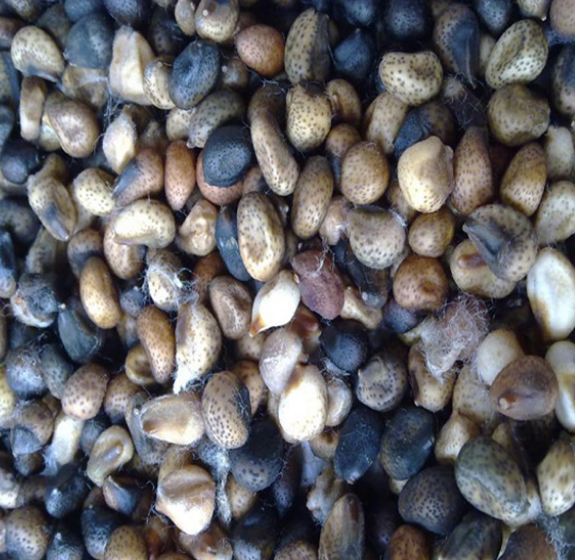 Wenyao Professional Optique S&eacute;same Color Sortir Les graines de coton Color Sortir La machine de tri Prix 10