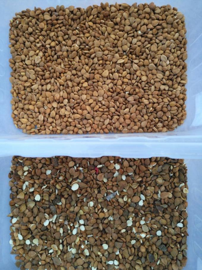 Appareil de tri automatique de couleurs de noix de macadamia 11