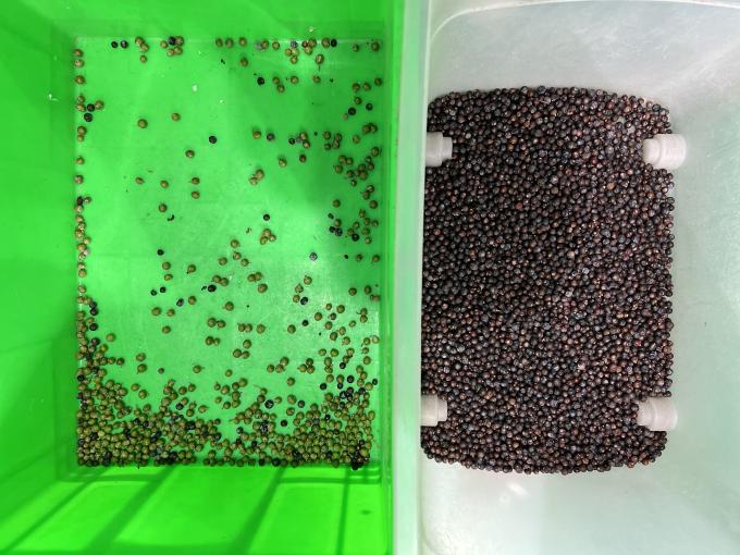 Machine de tri de couleur automatique Wenyao pour la s&eacute;paration des couleurs des myrtilles fra&icirc;ches et des baies de geni&egrave;vre 5