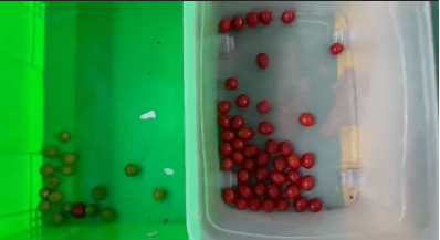 Machine de tri de couleur automatique Wenyao pour la s&eacute;paration des couleurs des myrtilles fra&icirc;ches et des baies de geni&egrave;vre 7