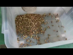 La machine de tri des couleurs des graines de 7 chutes pour la ligne de traitement de la cardamome