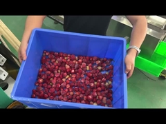 Vidéos de tri de type ceinture de fraises congelées
