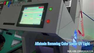 Le trieur de couleurs de noix de muscade à technologie de lumière UV élimine l'aflatoxine